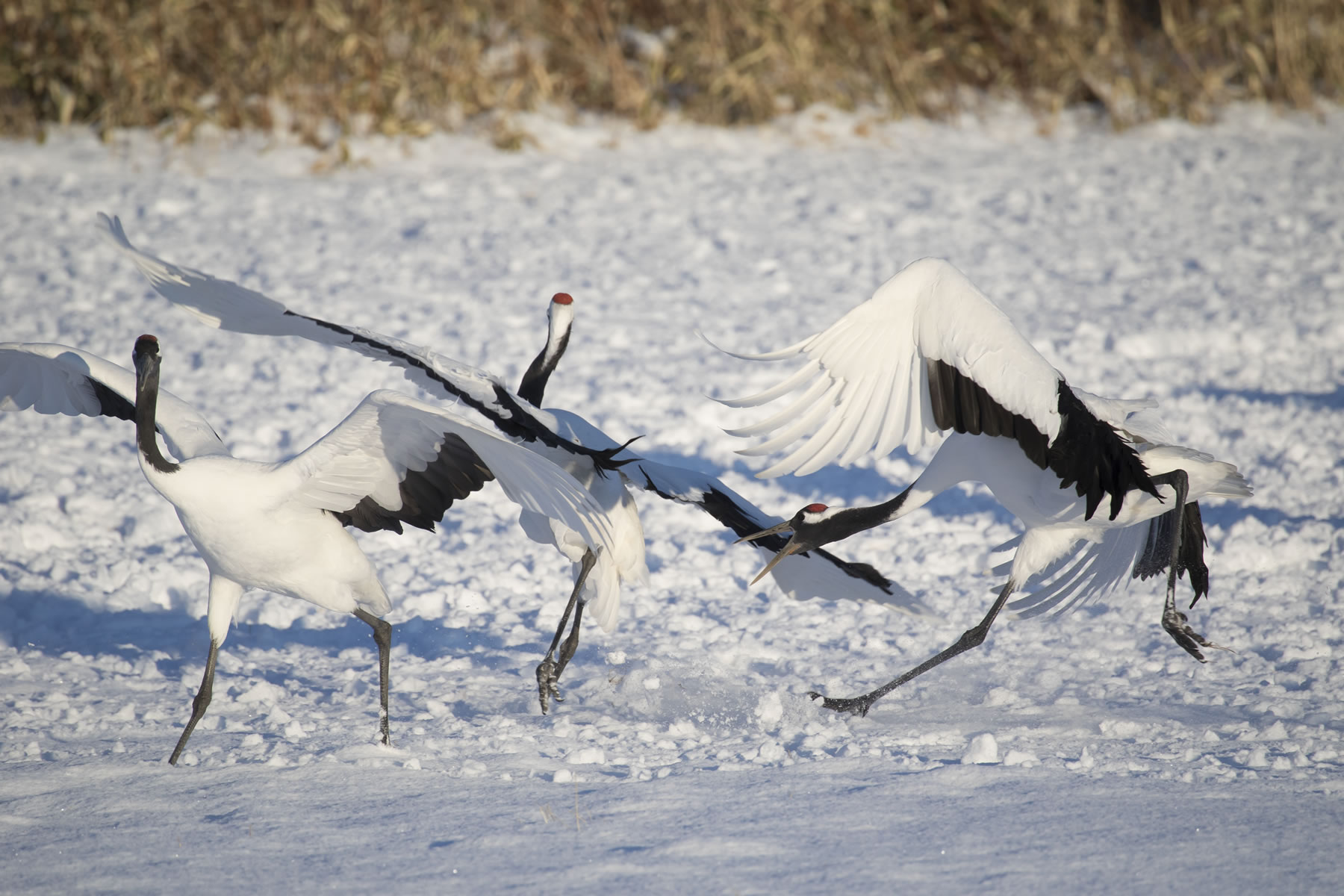 Birds (Crane) 　Hiroto Fukuda (Model A035)