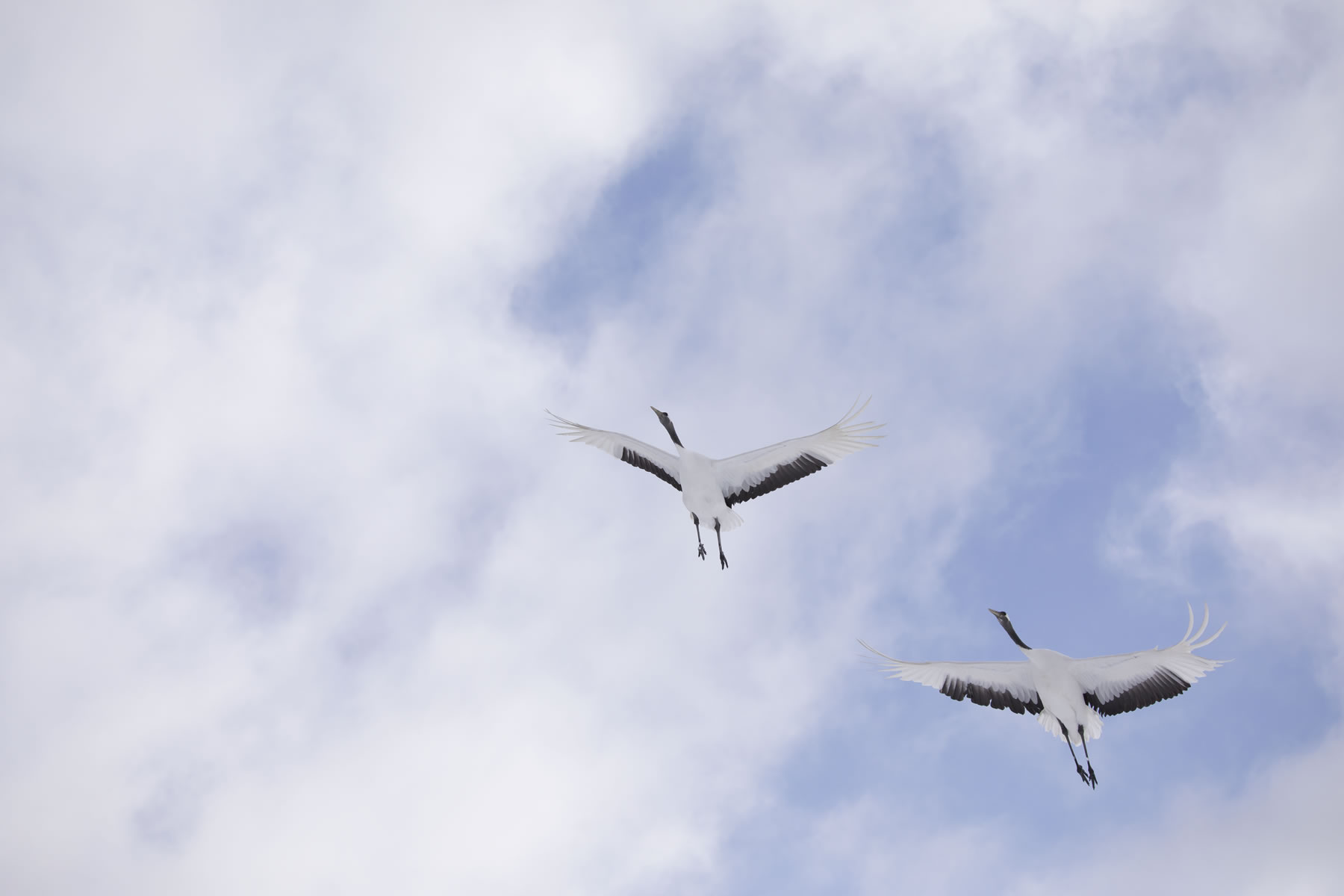 Birds (Crane) 　Hiroto Fukuda (Model A035)