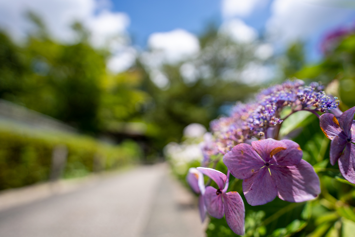 Snap　Takahiro Bessho (Model A046)