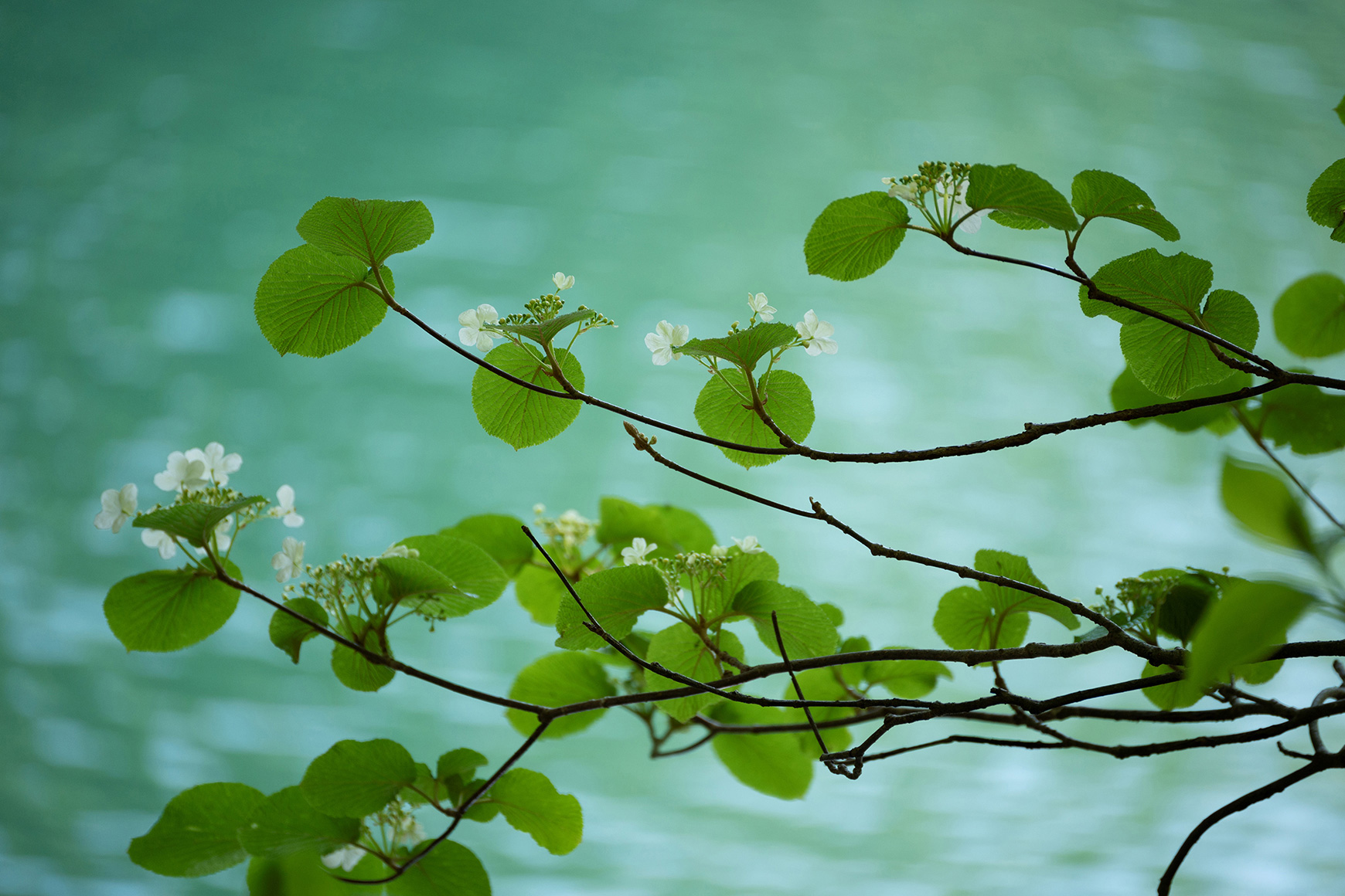 Nature　Yukie Hayashi (Model A047)