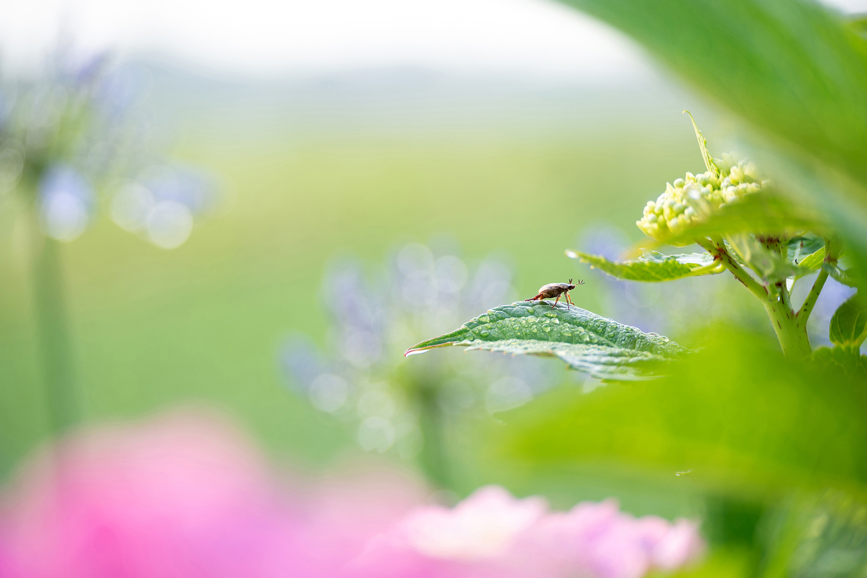 Nature　Yukie Hayashi (Model A047)