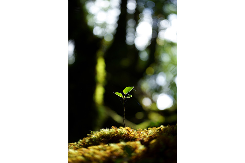 Nature　Kentaro Fukuda (Model A056)