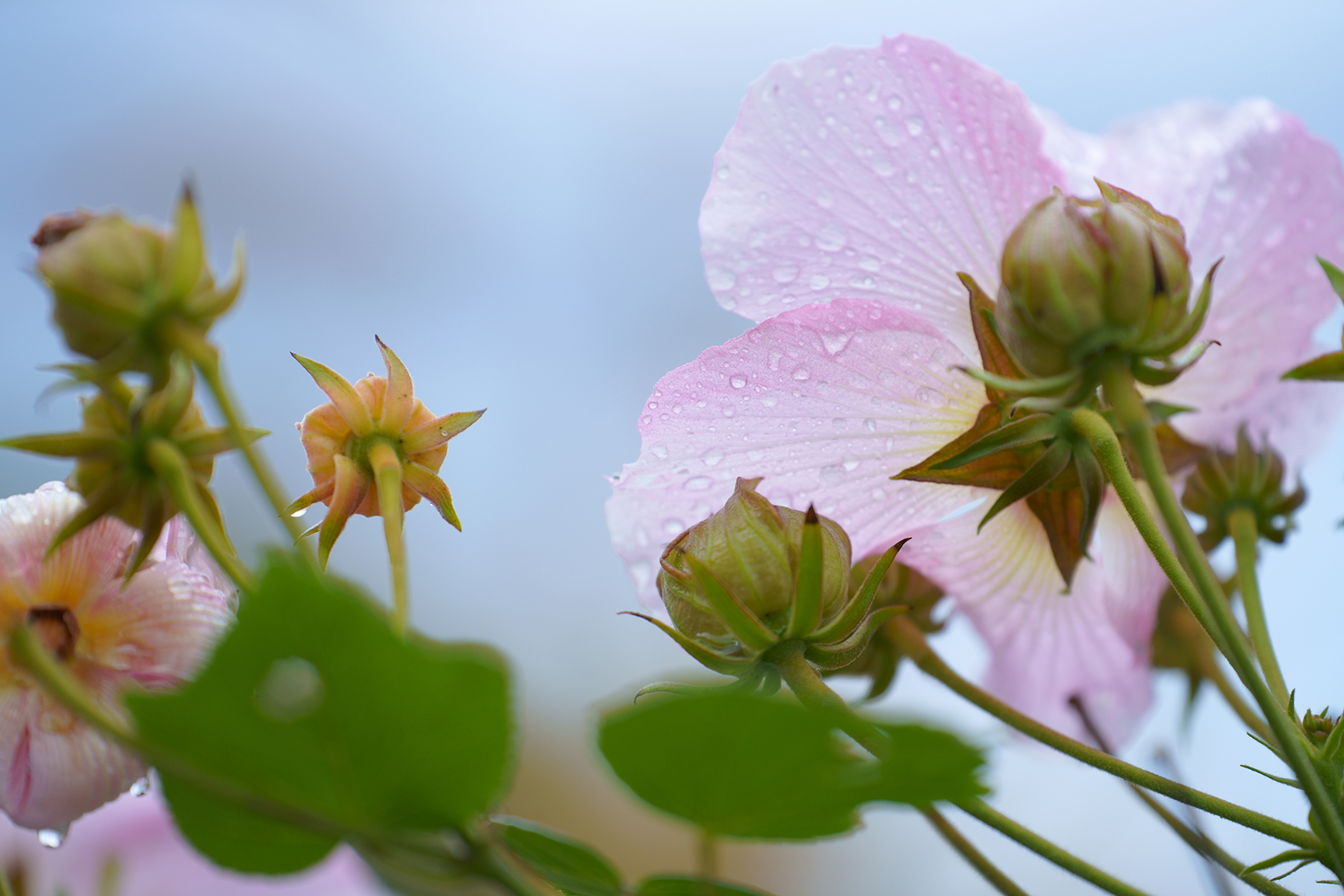 Nature　Kentaro Fukuda (Model A056)