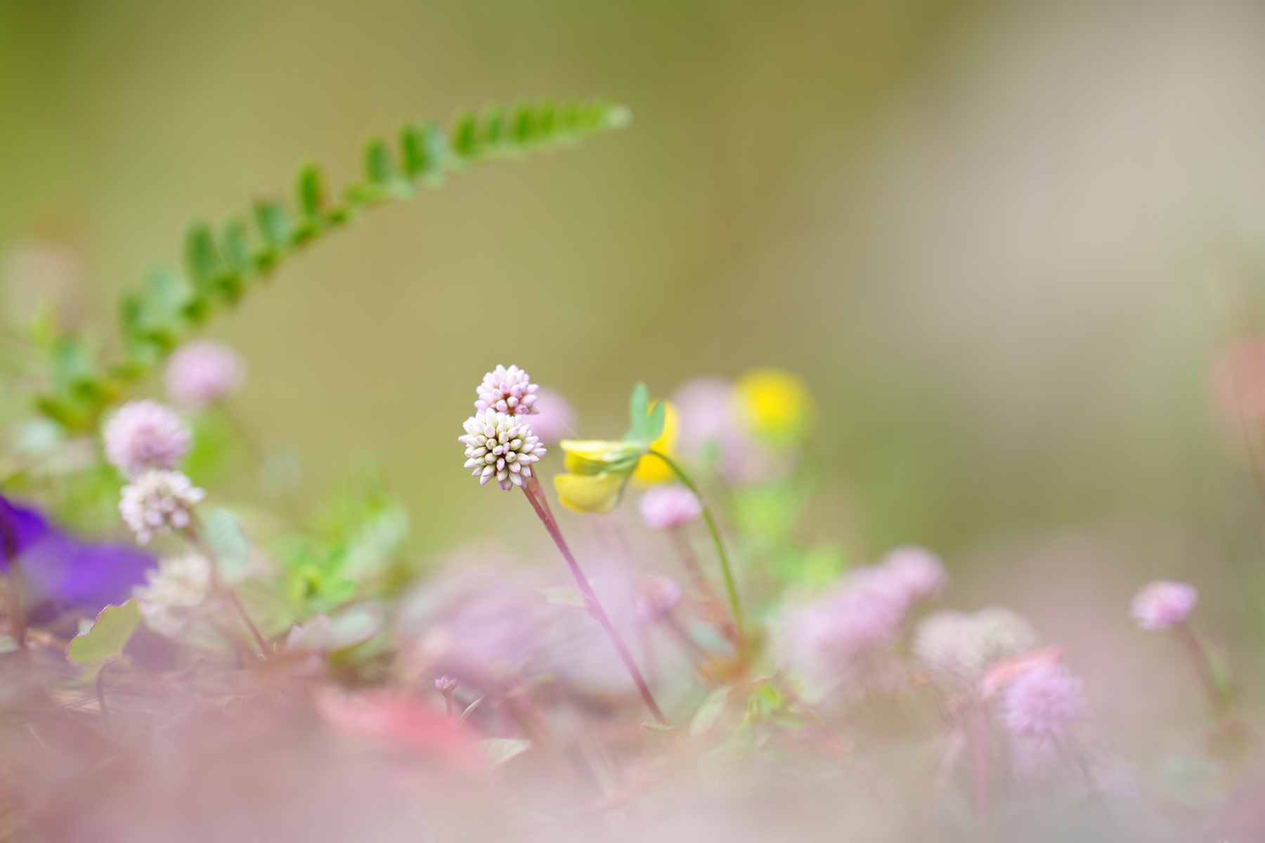 Nature　Kentaro Fukuda (Model A056)