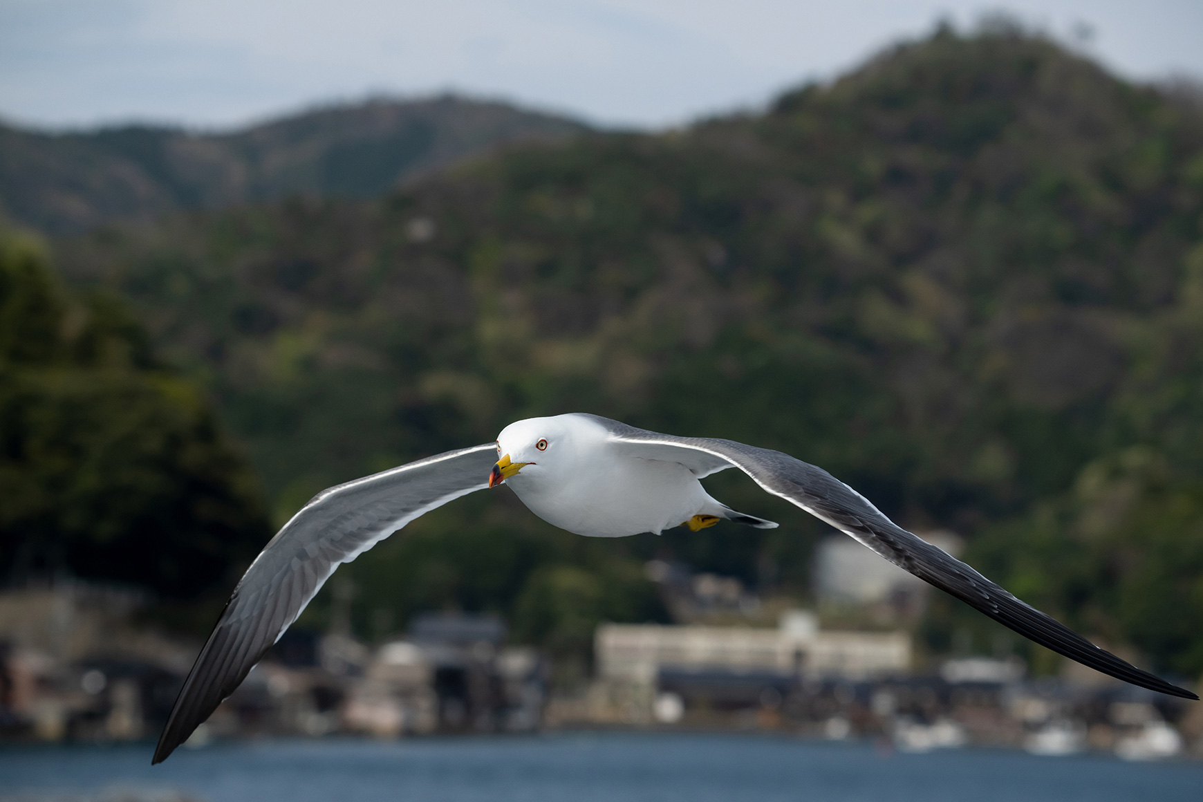 Birds　Yoshifumi Yamada (Model A057)