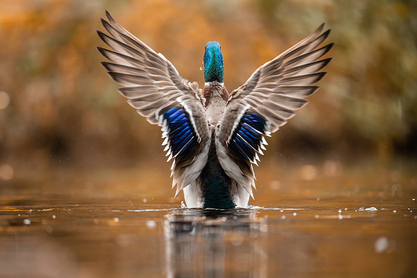 Wildlife photos by Alexander Ahrenhold with TAMRON 150-500mm F5-6.7 (Model A057) for Nikon Z mount