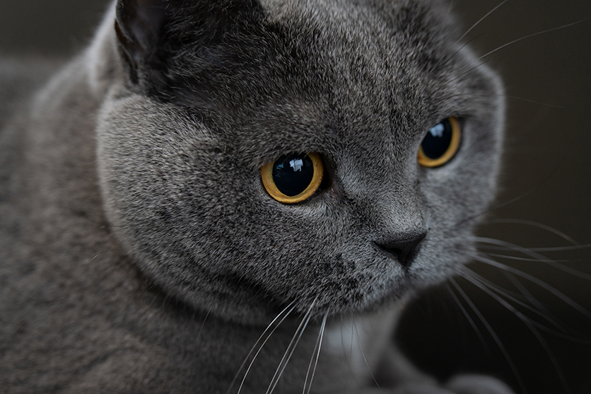 50-300mm F4.5-6.3 Model A069 作例 坂井田 富三