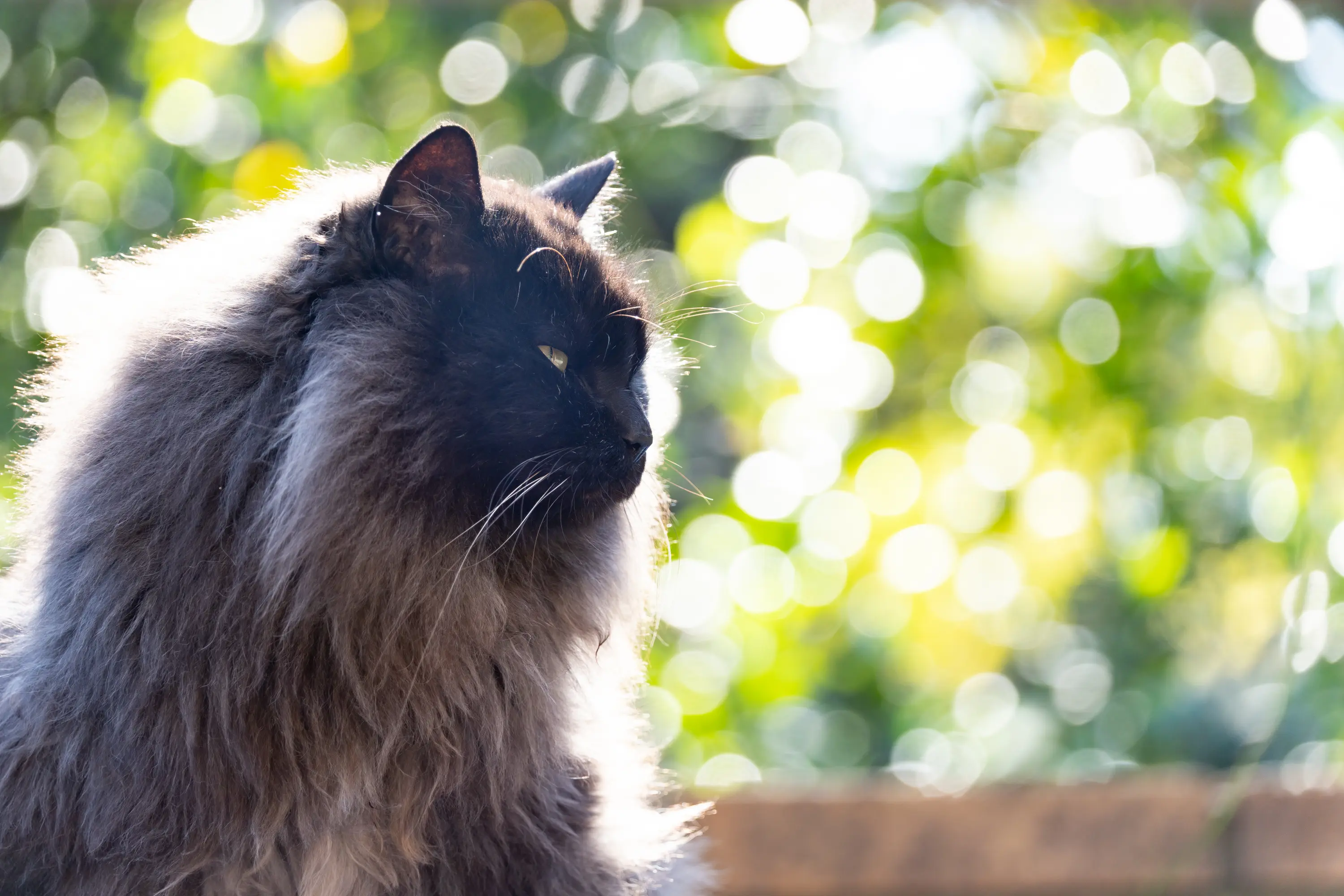 25-200mm F/2.8-5.6 Di III VXD G2 (Model A075)製品レビュー