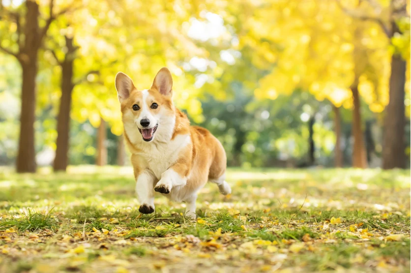 ペット(犬・猫)の写真を上手に撮るには？一眼カメラでの撮り方やレンズ選びのポイントを解説！