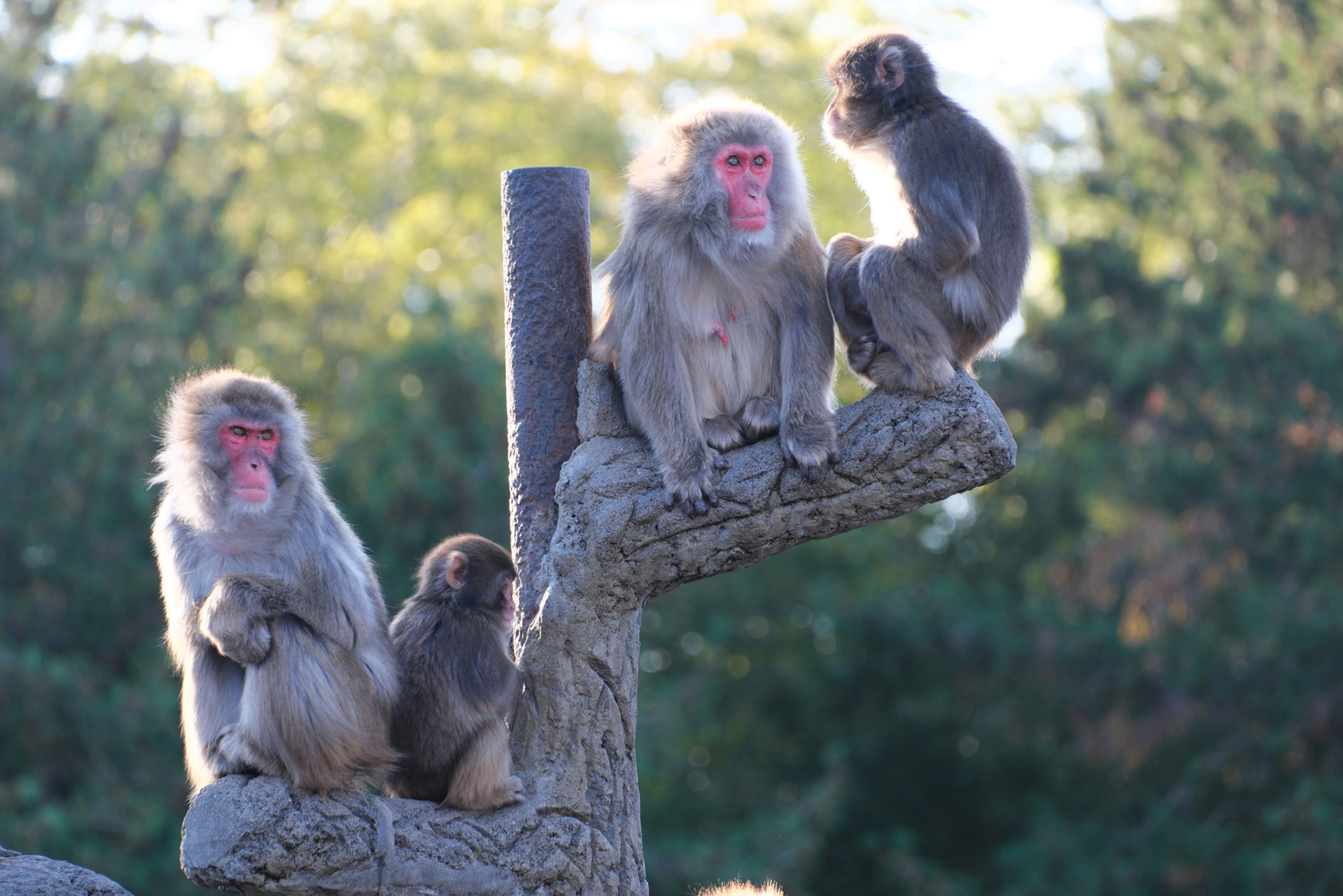 動物園　曽根原 昇 (Model B061)