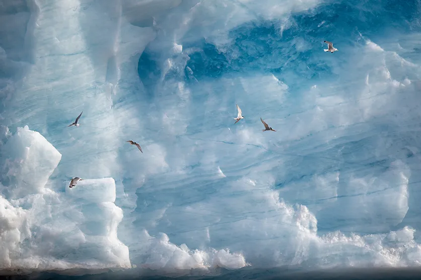 写真家ジャン=マリー・セヴェノ氏がタムロン150-500mm F5-6.7 (Model A057) ニコン Z マウント用で撮影した北極の野生動物