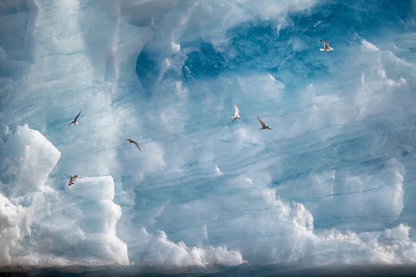 Wildlife photos in the Arctic by Jean-Marie Séveno with TAMRON 150-500mm F/5-6.7 Di III VC VXD (Model A057) for Nikon Z mount