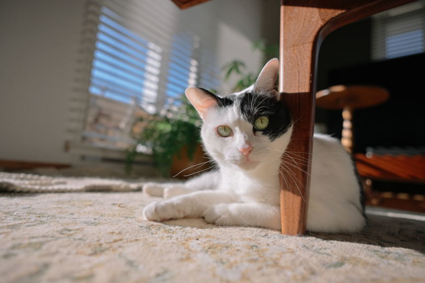 タムロン 20-40mm F/2.8 Di III VXD (Model A062)