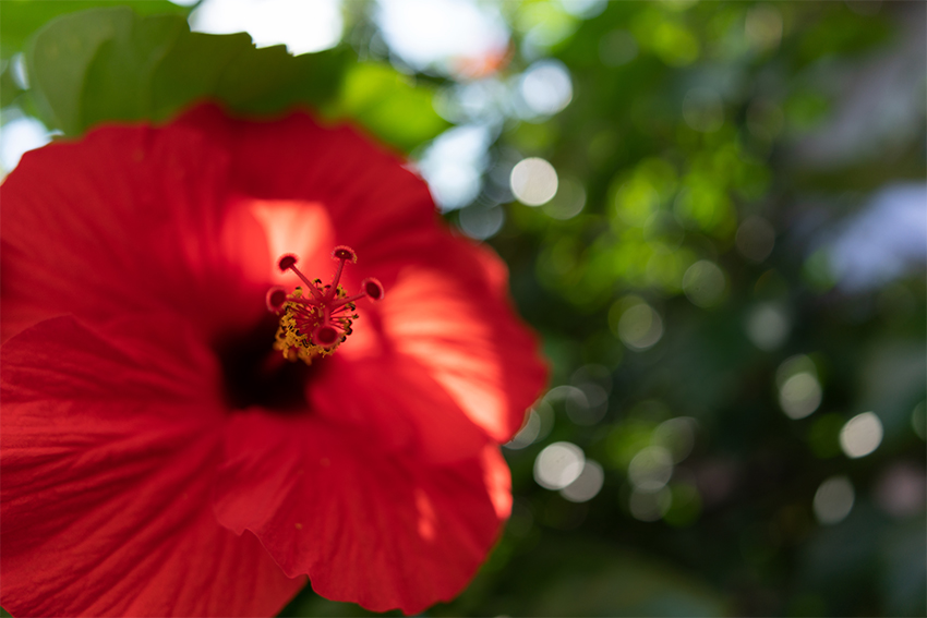 24mm F/2.8 Di III OSD M1:2 (F051) | レンズ | TAMRON（タムロン）