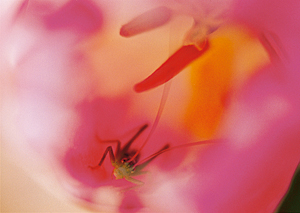 「花の隠れ家」　高野 好史