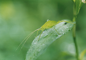 「雨あがり」武居節子