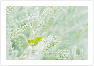 「spring shower」藤本　陽