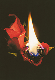 「ROSE ON FIRE」カズマ　ケビン