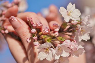 「桜とネイル」関根 章夫 様