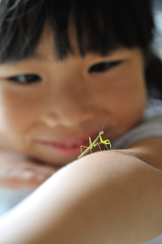 「かわいいカマキリさん」三浦　秀貴 様