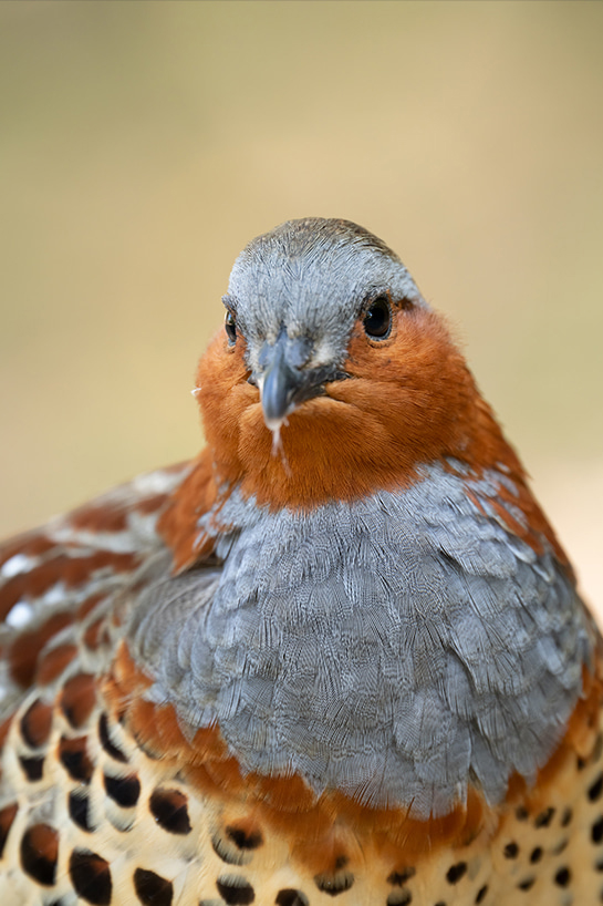 タムロン 150-500mm F/5-6.7で撮る日本の野鳥 | 野鳥写真家 山田芳文
