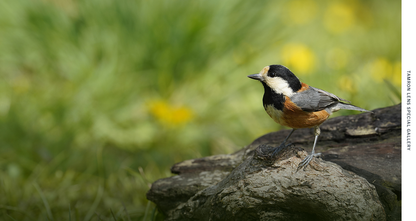 150-500mmで撮る日本の野鳥