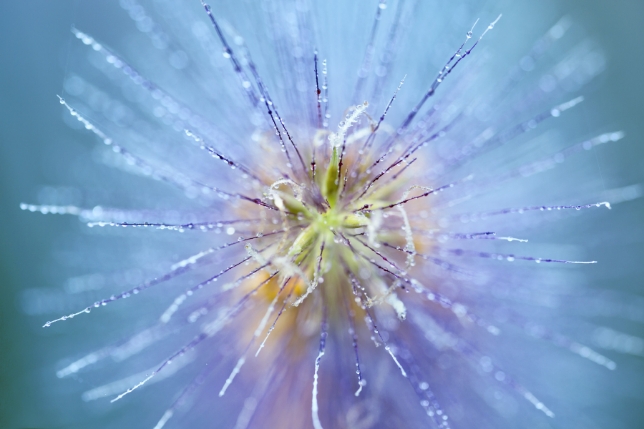 タムロン SP 90mm F2.8 MACRO (Model F017)<br>焦点距離：90mm　絞り：F4　シャッタースピード：1/125秒