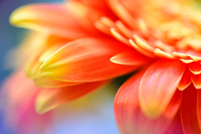 タムロン SP 90mm F2.8 MACRO (Model F017)<br>焦点距離：90mm　絞り：F5.6　シャッタースピード：1/3秒