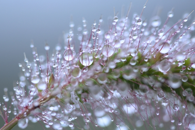 タムロン SP 90mm F2.8 MACRO (Model F017)<br>焦点距離：90mm　絞り：F2.8　シャッタースピード：1/250秒