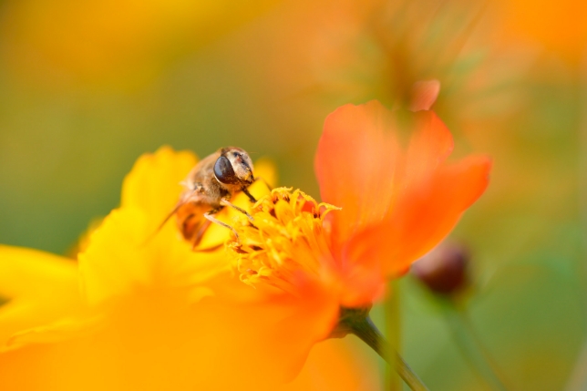 タムロン SP 90mm F2.8 MACRO (Model F017)<br>焦点距離：90mm　絞り：F5.6　シャッタースピード：1/2000秒
