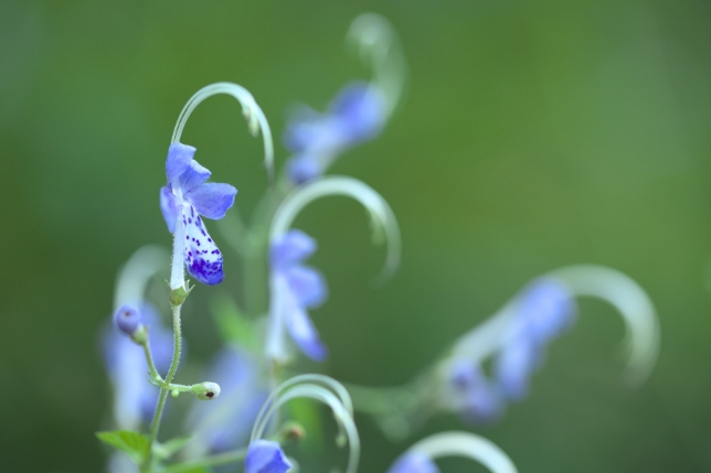 タムロン SP 90mm F2.8 MACRO (Model F017)<br>焦点距離：90mm　絞り：F2.8　シャッタースピード：1/100秒