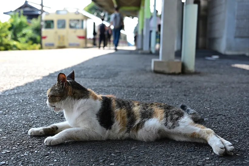 駅の小さな主