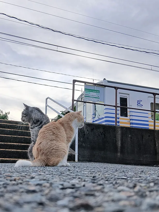 地域猫のお出迎え