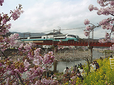 「河津桜と菜の花と・・・」　磯野 昴士