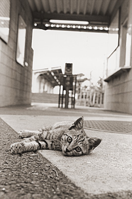 「子猫が待つ駅」 山本 邦治