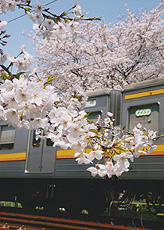 「二ヶ領の桜」　磯野　昴士