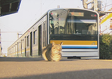 「猫の駅長、昼寝中」　渡邉　航己