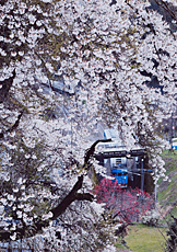 「桜のトンネル」　岡部　陽三