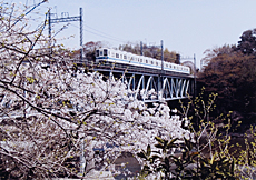 「桜の花道」　水島　康輔