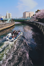 「目黒川桜流 （めぐろがわおうりゅう）」　二宮　保 様