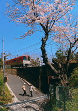 「桜日和」 永井 修二 様