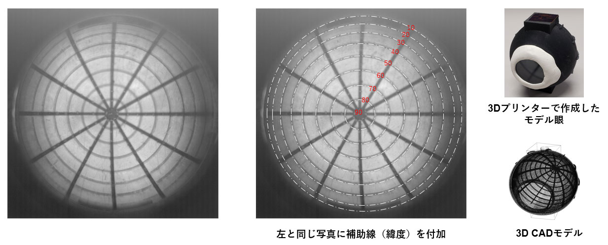 3Dプリンターで作成したモデル眼による視野角確認