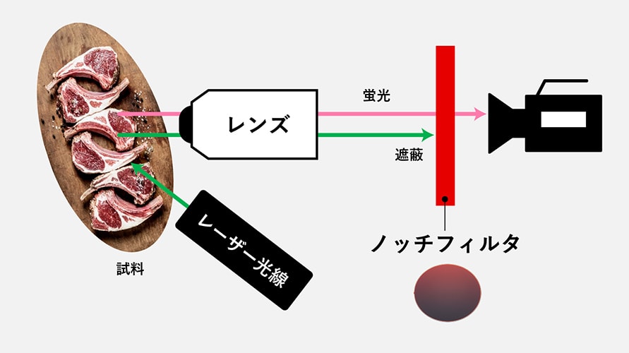 バイオサイエンス蛍光観察装置